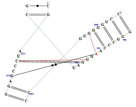 secondary structure of junction 999