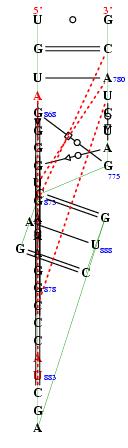 secondary structure of junction 3546