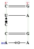 secondary structure of junction 5033