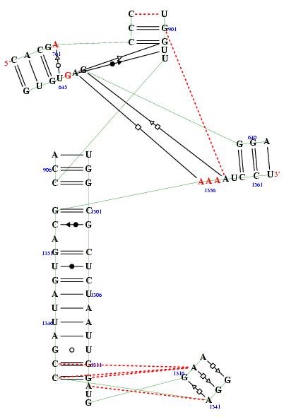 secondary structure of junction 6852