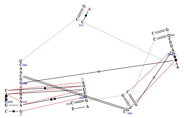 secondary structure of junction 8585